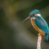 Bird Watching Tour in Nepal