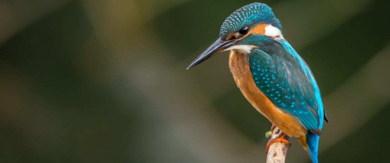 Bird Watching Tour in Nepal